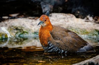 Hinduralle / Slaty-legged Crake