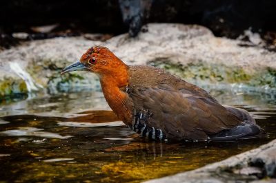 Hinduralle / Slaty-legged Crake