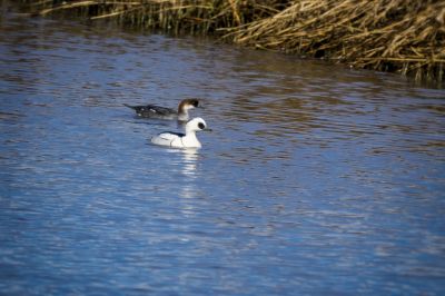 Zwergsäger (M,F) / Smew