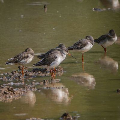 Dunkler Wasserläufer / Spotted Redschank