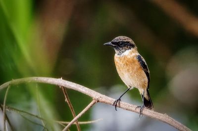 Schwarzkehlchen (M) / Stejnegers Stonechat