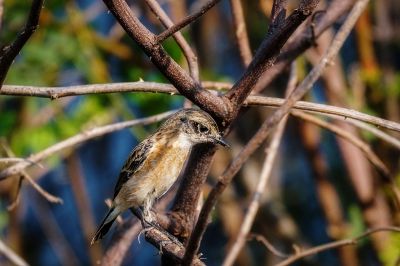 Schwarzkehlchen (J) / Stejnegers Stonechat