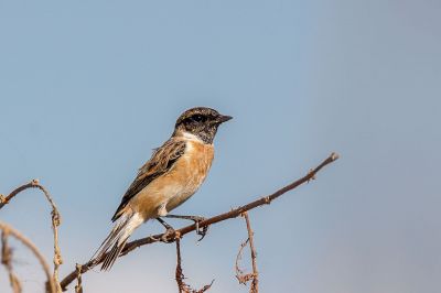 Schwarzkehlchen (M) / Stejnegers Stonechat