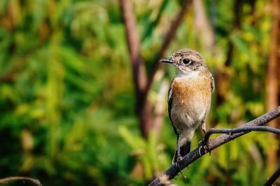 Schwarzkehlchen (J) / Stejnegers Stonechat