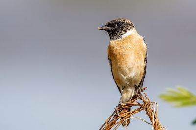 Schwarzkehlchen (M) / Stejnegers Stonechat