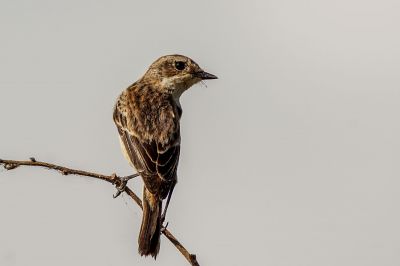 Schwarzkehlchen (J) / Stejnegers Stonechat