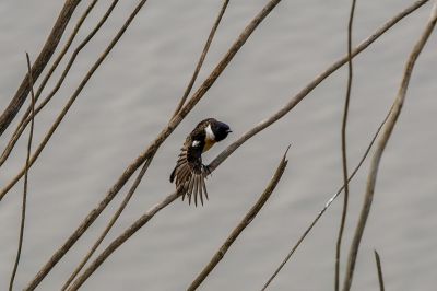 Sibirisches Schwarzkehlchen (M) / Siberian Stonechat