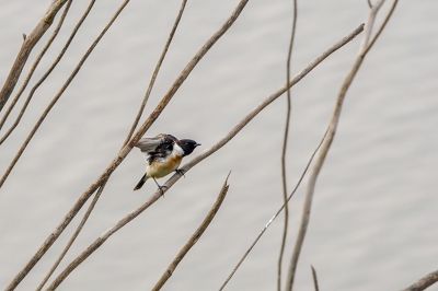 Sibirisches Schwarzkehlchen (M) / Siberian Stonechat