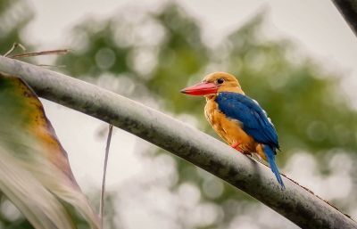 Storchschnabelliest / Stork-billed Kingfisher