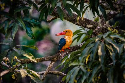 Storchschnabelliest / Stork-billed Kingfisher