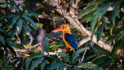 Storchschnabelliest / Stork-billed Kingfisher