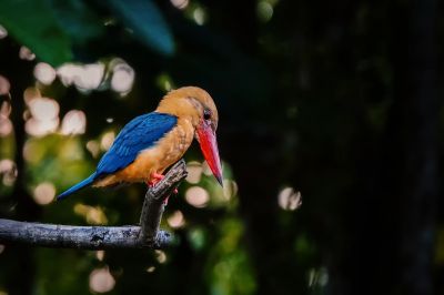 Storchschnabelliest / Stork-billed Kingfisher