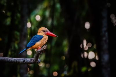 Storchschnabelliest / Stork-billed Kingfisher