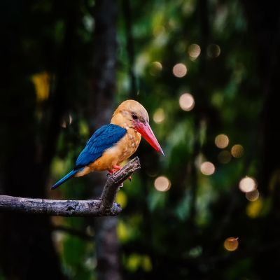 Storchschnabelliest / Stork-billed Kingfisher