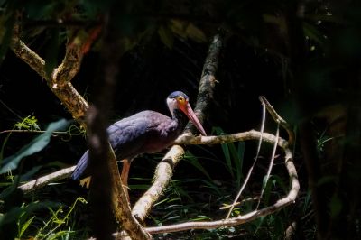 Höckerstorch / Storm's Stork