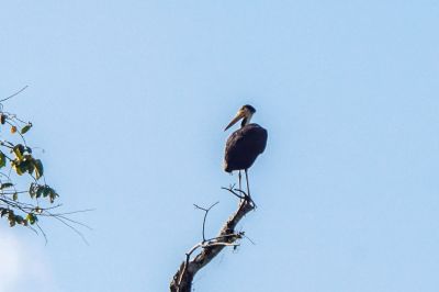 Höckerstorch / Storm's Stork