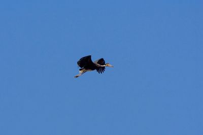 Höckerstorch / Storm's Stork