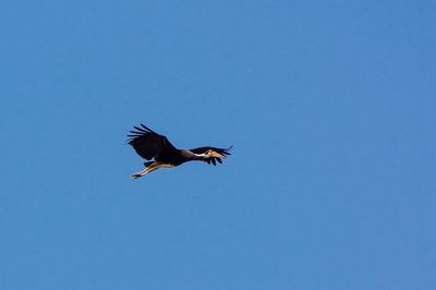 Höckerstorch / Storm's Stork