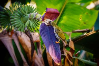 Strichelspinnenjäger / Streaked Spiderhunter