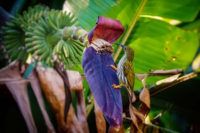 Strichelspinnenjäger / Streaked Spiderhunter