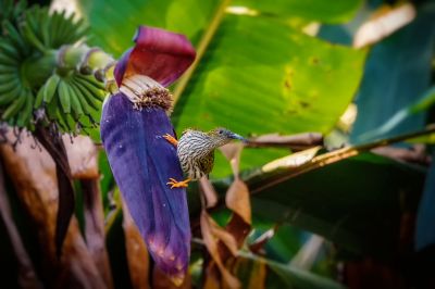 Strichelspinnenjäger / Streaked Spiderhunter