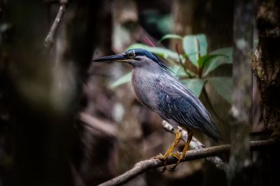 Mangrovereiher / Striated Heron - Mangrove Heron -  Little Heron -  Green Backed Heron