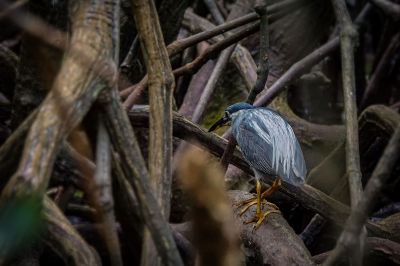 Mangrovereiher / Striated Heron - Mangrove Heron -  Little Heron -  Green Backed Heron