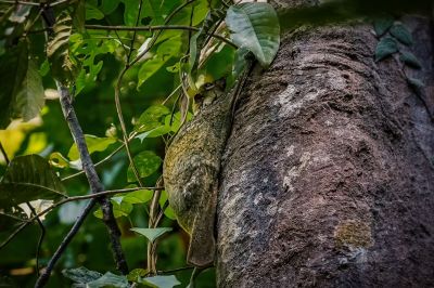 Malaien Gleitflieger - Temminck Gleitflieger (Galeopterus variegatus)  / Sunda flying lemur