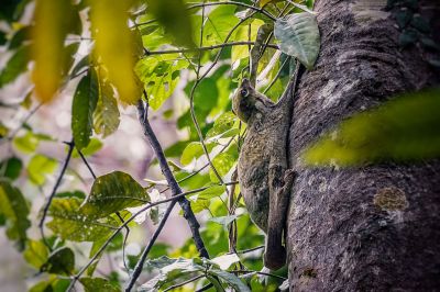 Malaien Gleitflieger - Temminck Gleitflieger (Galeopterus variegatus)  / Sunda flying lemur