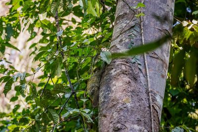 Malaien Gleitflieger - Temminck Gleitflieger (Galeopterus variegatus)  / Sunda flying lemur