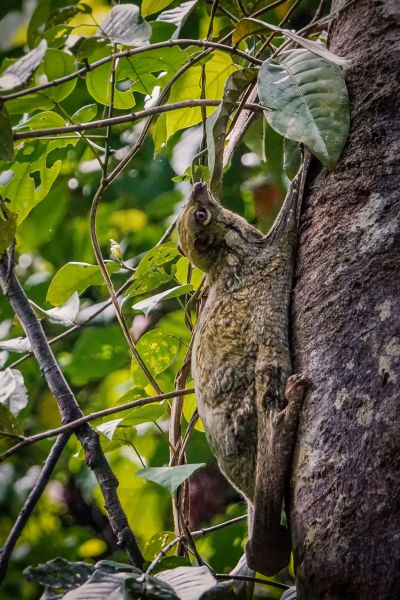 Malaien Gleitflieger - Temminck Gleitflieger (Galeopterus variegatus)  / Sunda flying lemur