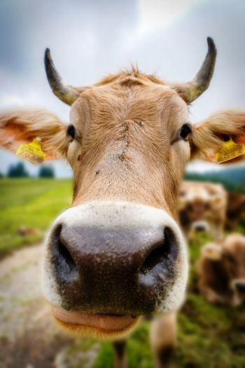 Swiss Cow :-)