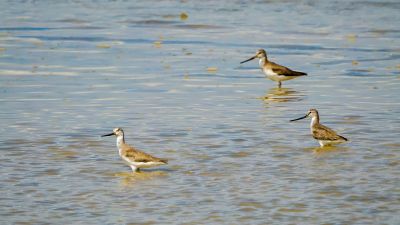 Terekwasserläufer / Terek Sandpiper