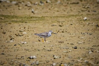 Terekwasserläufer / Terek Sandpiper