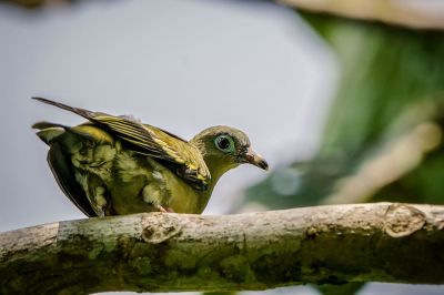 Papageischnabeltaube (W) / Thick-billed Green-pigeon