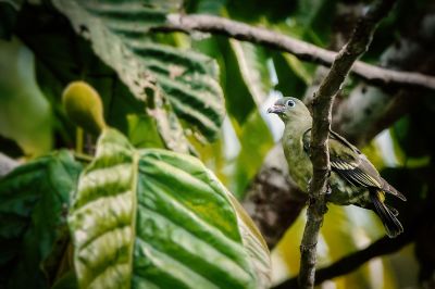 Papageischnabeltaube (W) / Thick-billed Green-pigeon