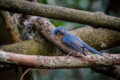 Tickellblauschnäpper (J) / Tickell's Blue-flycatcher