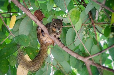 Bananenhörnchen / Plantain squirrel - Tricoloured squirrel - Oriental squirrel