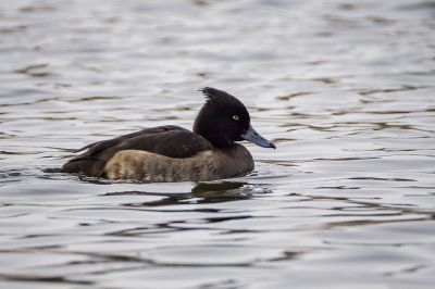 Reiherente (F) / Tufted Duck