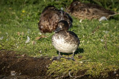 Reiherente (F) / Tufted Duck