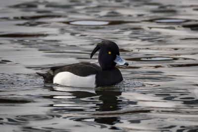 Reiherente (M) / Tufted Duck