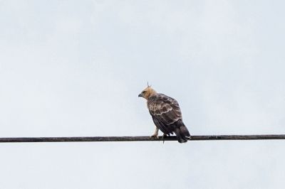 Dschungeladler / Wallace's Hawk-eagle