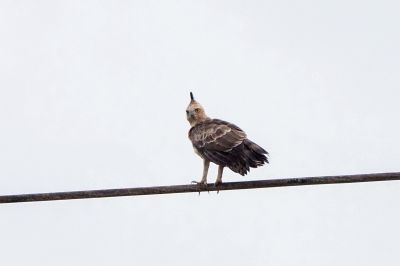 Dschungeladler / Wallace's Hawk-eagle