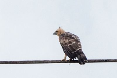 Dschungeladler / Wallaces Hawk Eagle