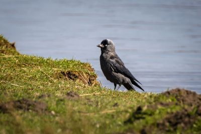 Dohle / Western Jackdaw