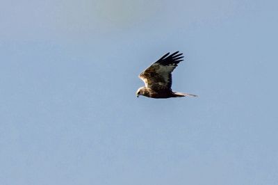 Rohrweihe (m) / Western Marsh-harrier