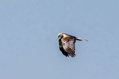 Rohrweihe (M) - Western Marsh Harrier