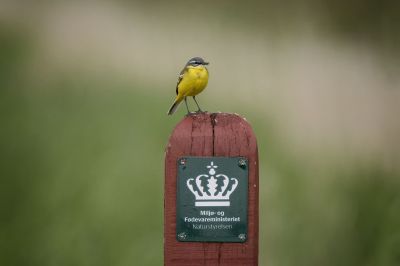 Schafstelze / Western Yellow Wagtail