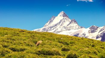 Fuchs in den Alpen