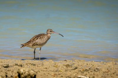 Regenbrachvogel / Whimbrel